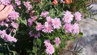 Guldaudi flower plant  my garden Umesh Gautam 03 [upl. by Evie]