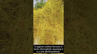 Cuscuta Plant  Dodder Plant  shorts shortvideo short cuscuta dodderplant [upl. by Ahsiekahs775]