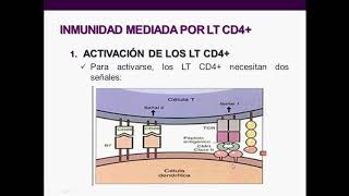 Introducción a la inmunología humana  Clase 7 Linfocitos T [upl. by Smaj]