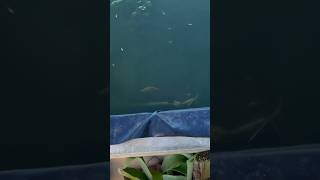 I Saved Fish from an Abandoned Pet Store pt 2 fish aquarium animal bassfishingproductions pet [upl. by Bornstein952]