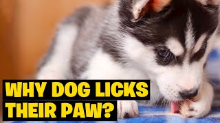 Reasons Why Dog Licks Their Paw Dont Ignore The Warning Sign [upl. by Dianne]