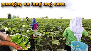 OKRA FARMING  10 PESOS 100 PIECES MAY KITA PA KAYA [upl. by Kos]