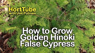 How to grow Golden Hinoki False Cypress  Home Landscape Planting [upl. by Yarazed]