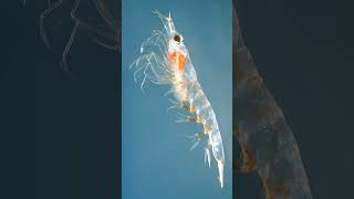 Krill Order Euphausiacea  Observed in Description [upl. by Bently828]