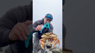 DUNGENESS CRABS NO BOAT NO PROBLEM crabbing crabsnaring bodegabay crab dungenesscrab [upl. by Nickerson]