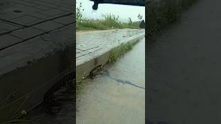 Prevent Flood Rain On Street Road unclog culvert drain shorts [upl. by Giess4]