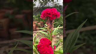 Stunning Cockscomb Flowers in Full Bloom  Vibrant Celosia Cristata Garden Beauty [upl. by Gnous446]