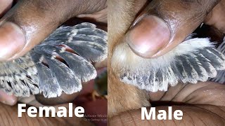 chicken male female difference  how to tell if a baby chick is male or female [upl. by Harberd]