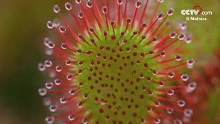 Drosera A magical plant that hunts insects CCTV English [upl. by Liamsi899]