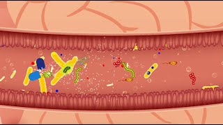 Efeito do Lactobacillus casei Shirota na diarreia associada ao uso de antibióticos [upl. by Vandervelde]