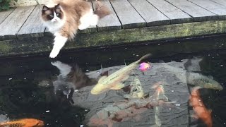 Koi fish playing splash ball under supervision of Timo the cat [upl. by Farhi60]