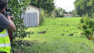 Massive iguanas fighting over territory breeding season Starts Iguana man Hired to Remove them [upl. by Siva]