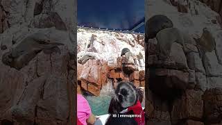 ISLAS BALLESTAS Part 2 🌊✨🐧 perú ica paracas islasballestas videos lima mar [upl. by Enairda]