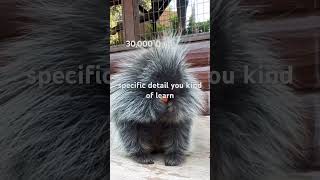 30000 Quills Porcupine and Heres What Happened [upl. by Anniahs517]