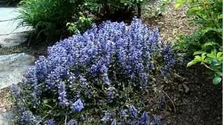 Chocolate Chip Ajuga  Ajuga Chocolate Chip  Flowering Groundcover  Bugleweed [upl. by Einnij]