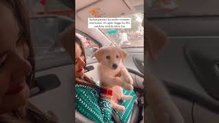 Very good mommy 😚 youtubeshorts lifeofcharlie doglover love indian [upl. by Leveridge763]