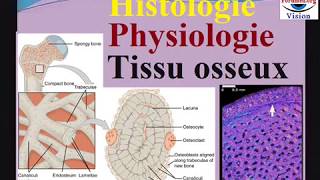 Histologie Physiologie du Tissu osseux cours dhistologie [upl. by Anoet]