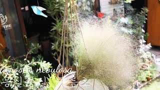 봄에 심은 구름초 구경하세요  agrostis nebulosa  Cloud grass gardening [upl. by Gertrudis]