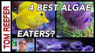 4 Of The Best Algae Eaters   TUXEDO URCHIN  BLENNY  TANG  HERMIT CRAB [upl. by Sudhir]