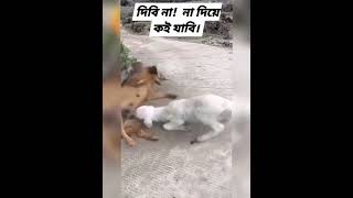 goat feeding dog breast [upl. by Anhej]