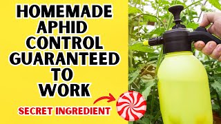 Organic Aphid Control That Has A Tasty Secret Ingredient [upl. by Enytsirhc]