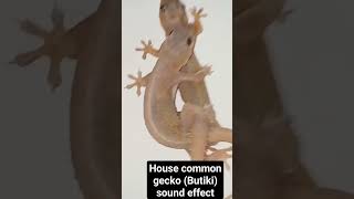 House common gecko butiki sound effect lizard sound [upl. by Aihtnys]