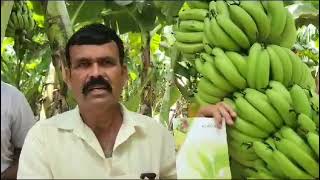 karyon organicfarming उत्तम दर्जाची केळी9689882652agriculture video [upl. by Bores]