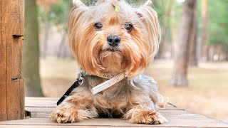 Training Your Yorkshire Terrier Crate Training and Beyond [upl. by Icnarf548]