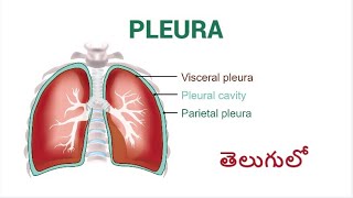 Anatomy of the Pleura  Explained in Telugu [upl. by Ahcrop385]