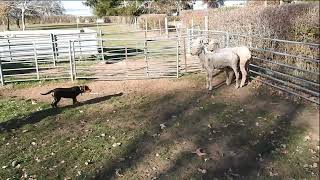 Casterton working dog auction 2024  Jonny  Lot 50 [upl. by Novaat]