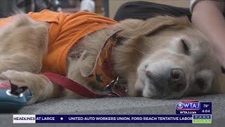 Dog Therapy program comes to Altoona Area High School [upl. by Yelraf]