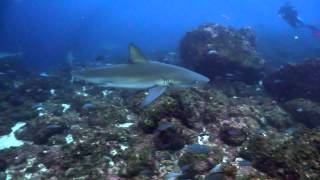 Scuba Diving the Galapagos Islands [upl. by Caesaria]