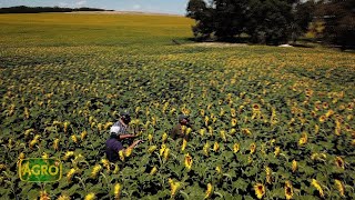 El girasol hace punta tecnológica y rinde en el sur bonaerense 1072 20240224 [upl. by Brelje89]