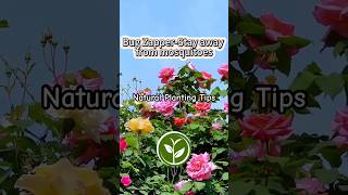 Bug Zappers stay away from mosquitoes plants shortvideo garden youtubeshorts viralvideo [upl. by Ogu]