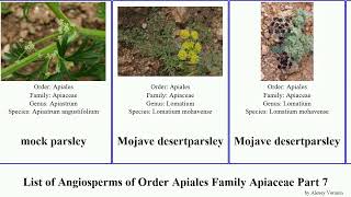 List of Angiosperms of Order Apiales Family Apiaceae Part 7 parsley desertparsley ligusticum milk [upl. by Haiacim979]