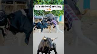 Bull se Karvai Breding 🐂🔥 minivlog shortsvlog dailyvlog dairyfarm ytshorts shorts [upl. by Galven]