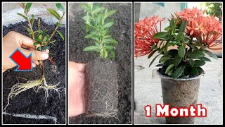 Ashoka flower cuttings for fast flowering [upl. by Malo649]