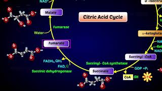 Krebs Cycle  Citric Acid Cycle or Tricarboxylic Acid Cycle [upl. by Koval]