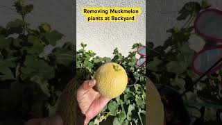 Muskmelon Season is Over  Backward Plant Removal  Final Muskmelon [upl. by Alia]