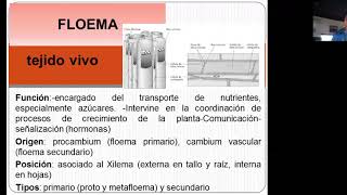 TP5 FLOEMA [upl. by Ark]