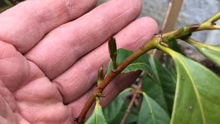 Cherry guava  Psidium Cattleianum  planted in ground showing new growth in May [upl. by Schulman]