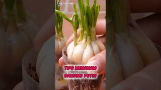 Unbelievable How to Planting Onions From Seed✅️🧄 Part 01 🌍 shorts short unique [upl. by Lisha974]