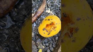 Flies on mango 🇨🇷 Playas del Coco Costa Rica [upl. by Hawthorn114]