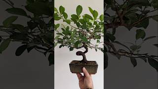 Ficus microcarpa pruning defoliation bonsai bonsaiwork bonsaitree plants garden vlog epic [upl. by Nomael502]