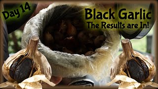 14Day Black Garlic Test Did It Work Find Out [upl. by Ludwig]