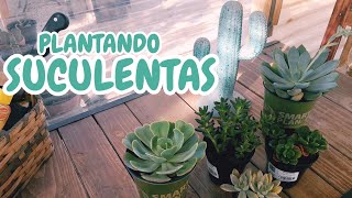 Plantando Suculentas suculentas jardin cactusysuculentas echeveria 1million [upl. by Isolt183]