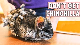 Dont Get Chinchilla Until You Watch This Reasons Not To Get a Chinchilla [upl. by Schubert]