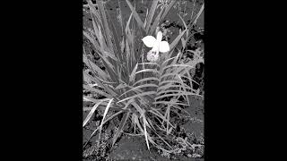 Fleurs en hiver sur lîle de La Réunion montage artistique [upl. by Lerej482]