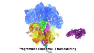 Programmed ribosomal 1 frameshifting [upl. by Eemyaj]