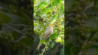 Yellowthroated Bulbul [upl. by Ahsienat]